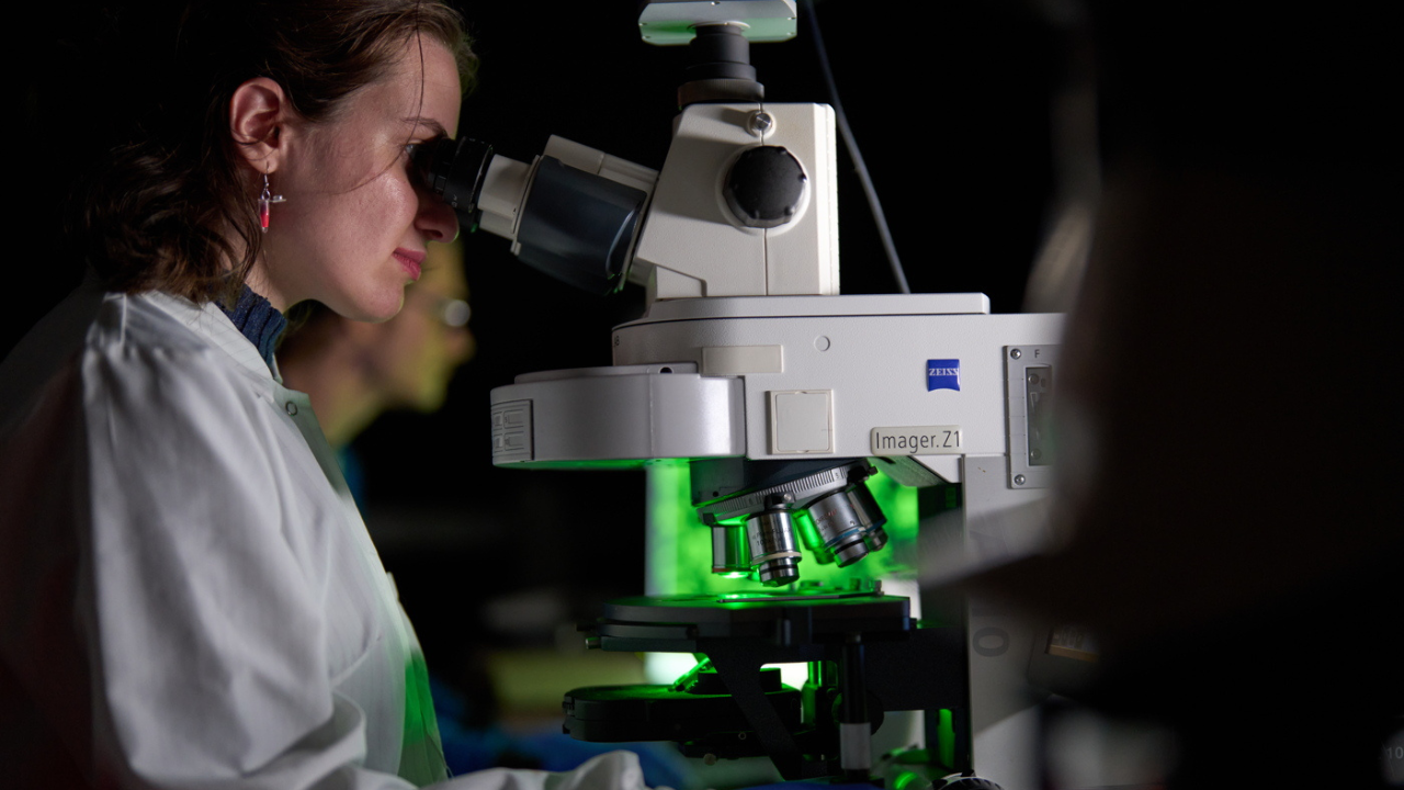 A researcher looking through a microscope