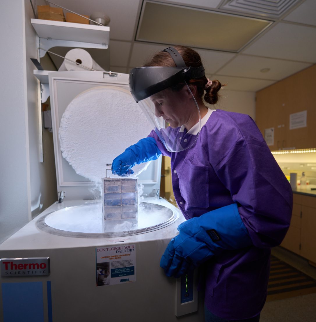 Abigail Kindberg, UCSF postdoctoral fellow, retrieves rack of frozen samples.
