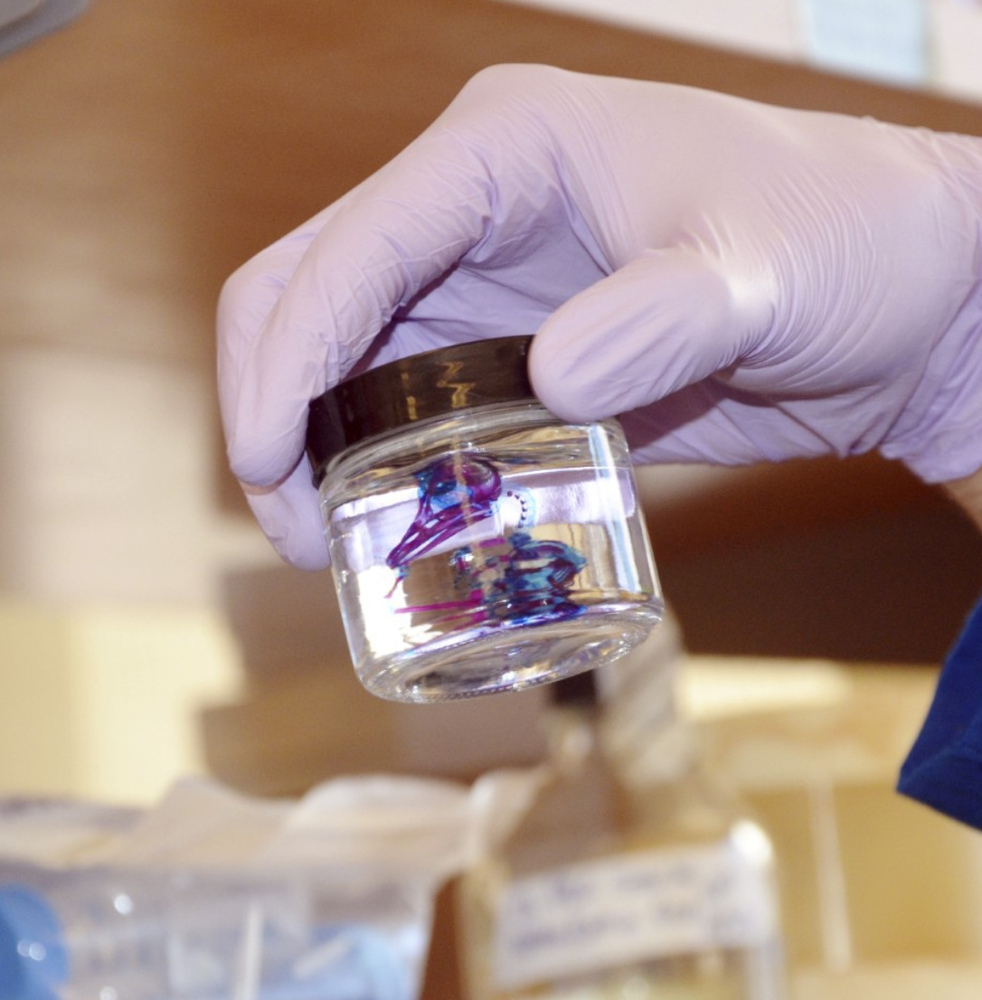 Program in Craniofacial Biology research
