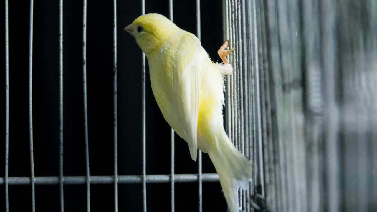 a canary in a cage