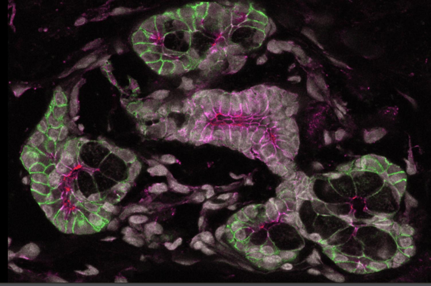Salivary gland image from Sarah Knox lab