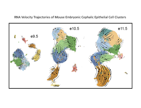 RNA velocity cephalic epithelium clusters