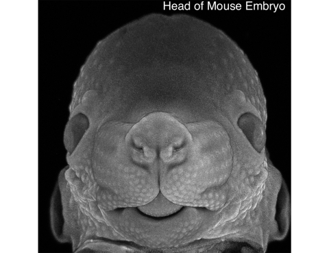 head of mouse embryo