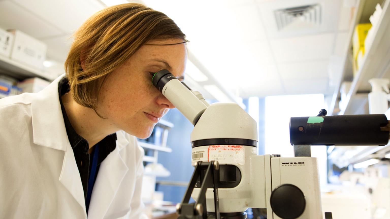 researcher looks into microscope