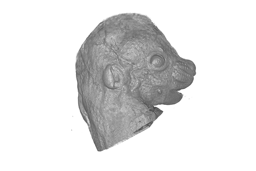 wild type mouse embryo.png